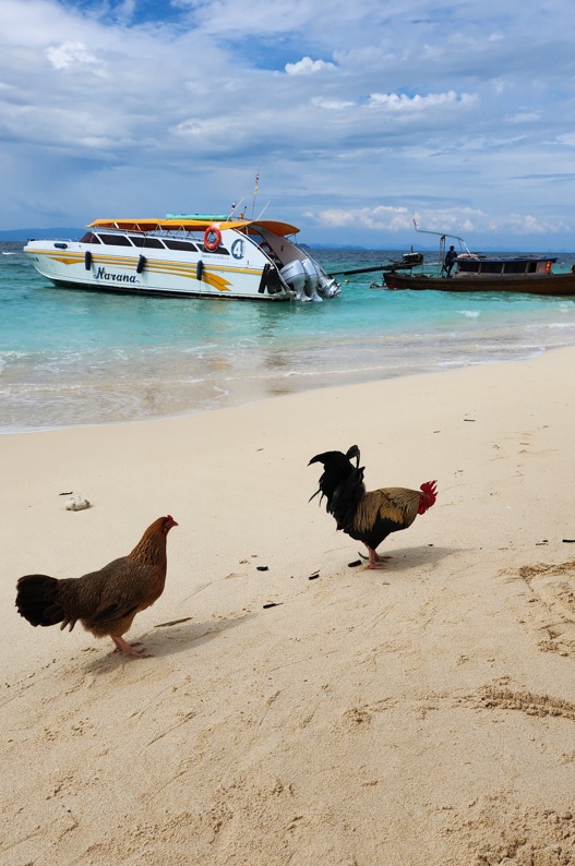 Beach chicken