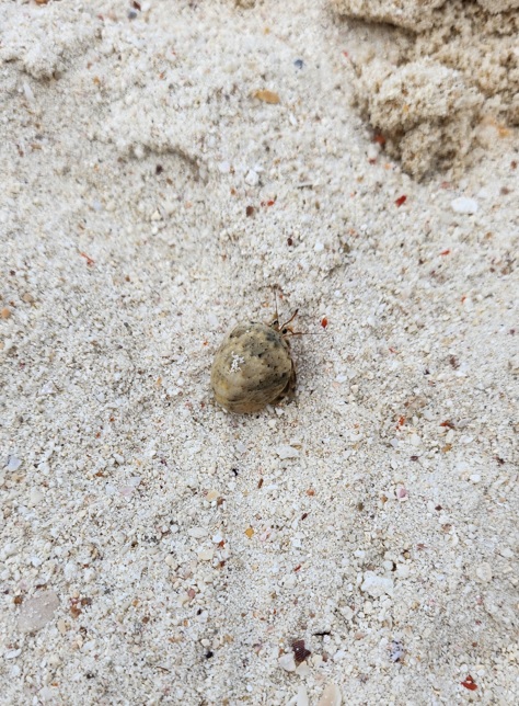 Hermit crab