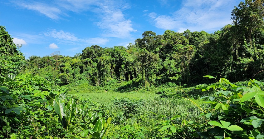 Exploring Clementi Forest with Kids