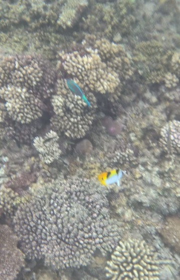 Hard Rock hotel Maldives snorkeling fish coral garden